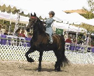 Friesian Steffen - Sold