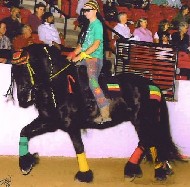 Friesian Azul - Sold