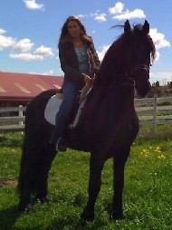 Friesian Baron STER - Sold