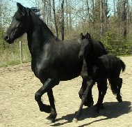 Friesian Crimson - Sold