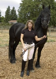 Friesian DESPERADO - Sold