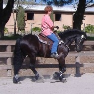 Friesian Diedert BSF - Sold