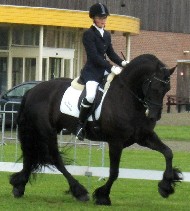 Friesian NIRVANA STER - Sold