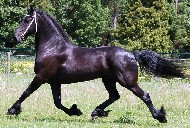 Friesian Corbeau - Sold