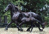 Friesian Emma STER - Sold