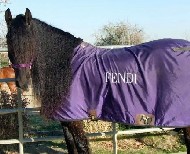 Friesian Fendi - Sold