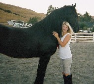 Friesian Gurbe fan Marksate - Sold