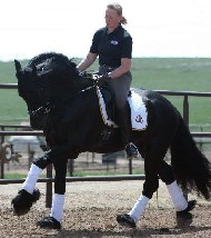 Friesian Henry - Sold