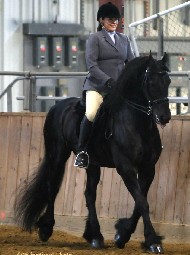 Friesian Kosmo - Sold