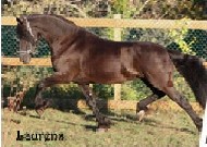 Friesian Laurens ut 'e Mieden - Sold