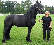 Friesian Delancy - Sold