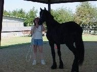 Friesian Max - Sold