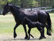 Friesian Melia' - Sold