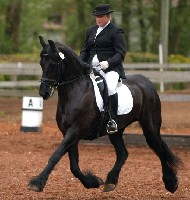 Friesian Odette - Sold