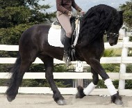 Friesian Palo - Sold