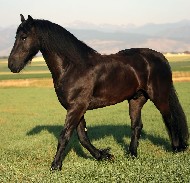 Friesian Pieter R - Sold