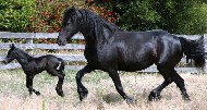 Friesian Rose - Sold