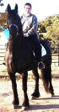 Friesian Rosalini - Sold