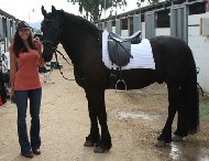 Friesian Sparco - Sold