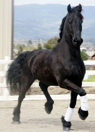 Friesian Spumanti - Sold
