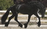 Friesian Jorrit - Sold