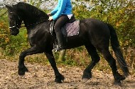 Friesian Ulrik - Sold