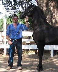Friesian Vince - Sold