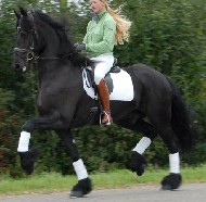 Friesian Watse fan it Ychtenfaen - Sold