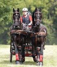 Friesian Wolter - Sold