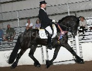Friesian Caramba - Sold