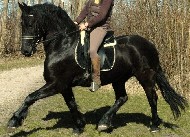 Friesian Caesar - Sold