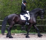 Friesian Casper - Sold