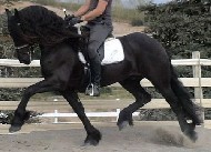 Friesian Cornelius - Sold