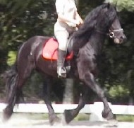 Friesian Derek - Sold