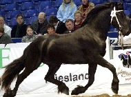 Friesian Dingshoff van de Zonscat - Sold