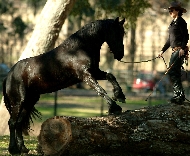 Friesian Durk - Sold