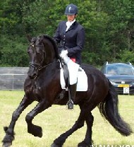 Friesian Echo - Sold