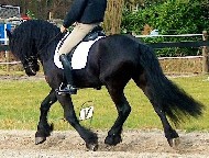 Friesian Edward Kyzom - Sold