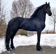 Friesian Eelke - Sold