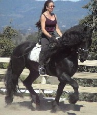 Friesian Emiel - Sold