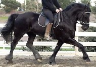 Friesian Estee' - Sold