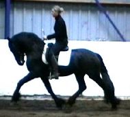 Friesian Ferdinand - Sold