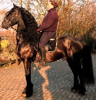 Friesian Foppe fan Ramonahiem - Sold