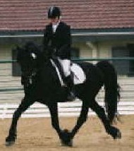 Friesian Gauke - Sold