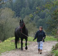 Friesian Geartsje fan de Koaten - Sold