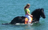 Friesian Gerben S. - Sold