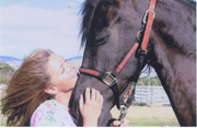 Friesian Harmen - Sold
