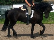 Friesian Harmke - Sold