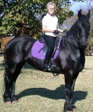 Friesian HEIDI - Sold