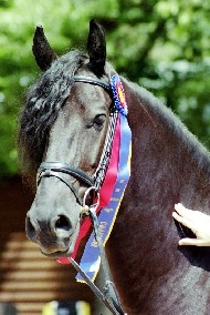 Friesian Henri - Sold
